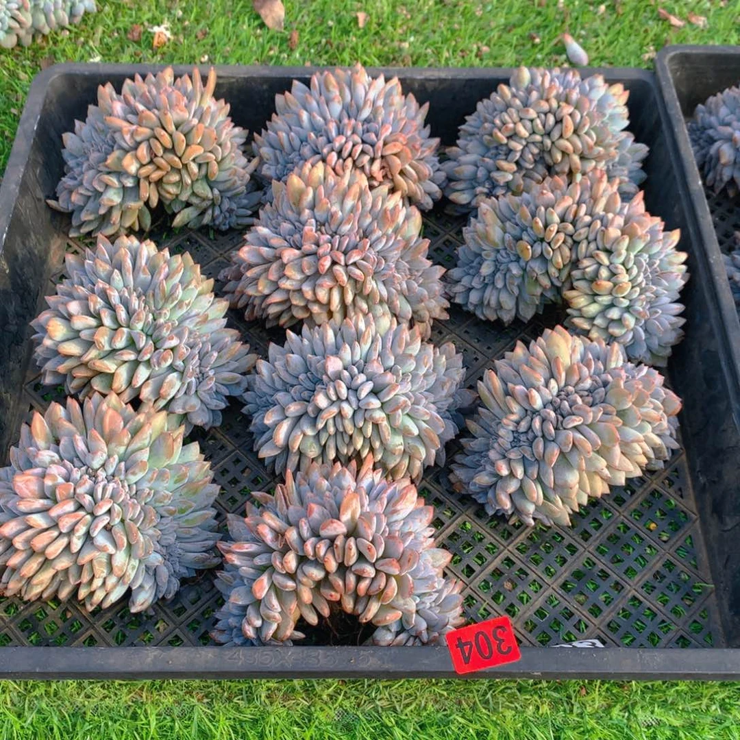 304橙子111111111111