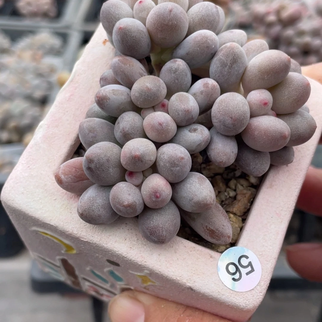 仙子奶酪多肉植物