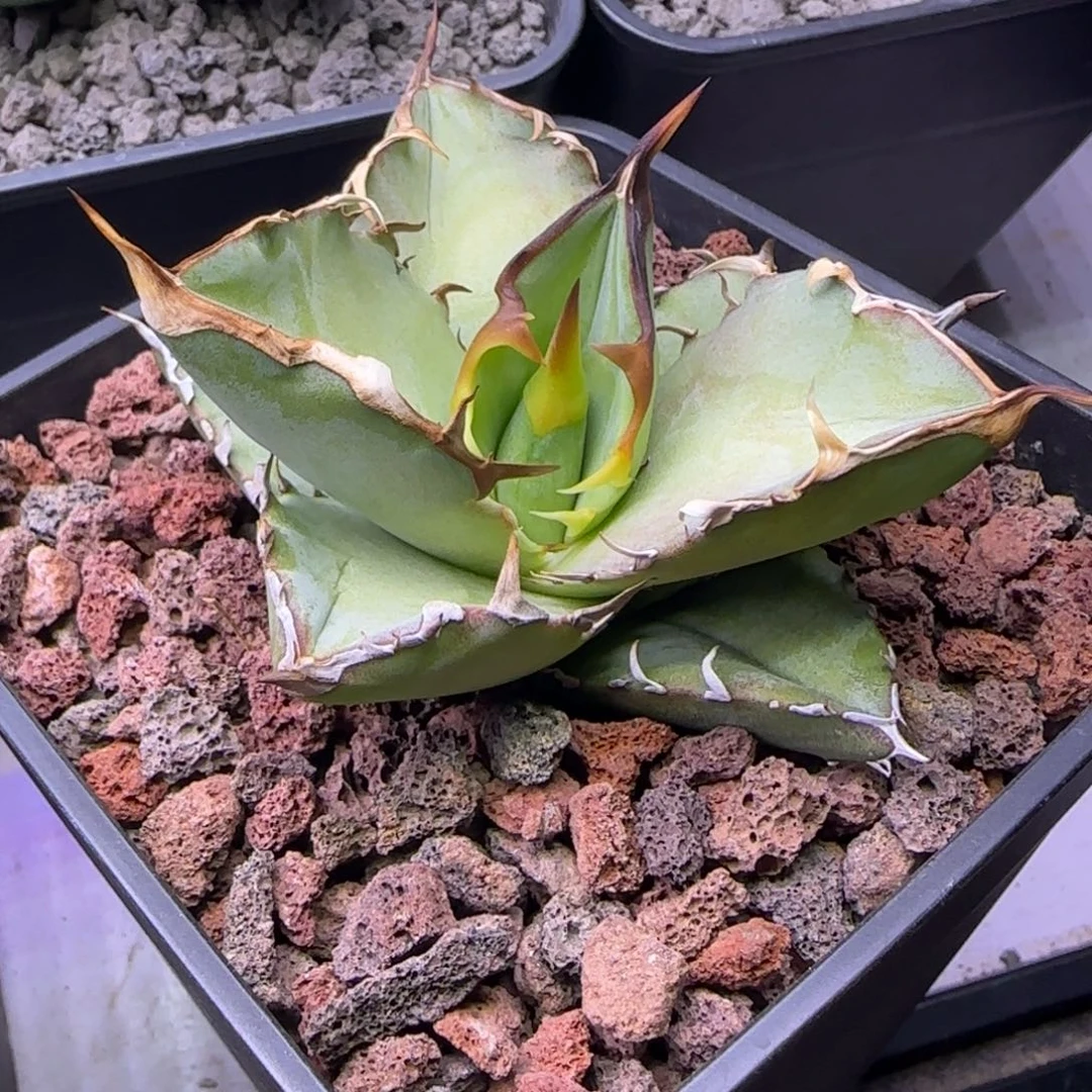 实生仁王冠龙舌兰18