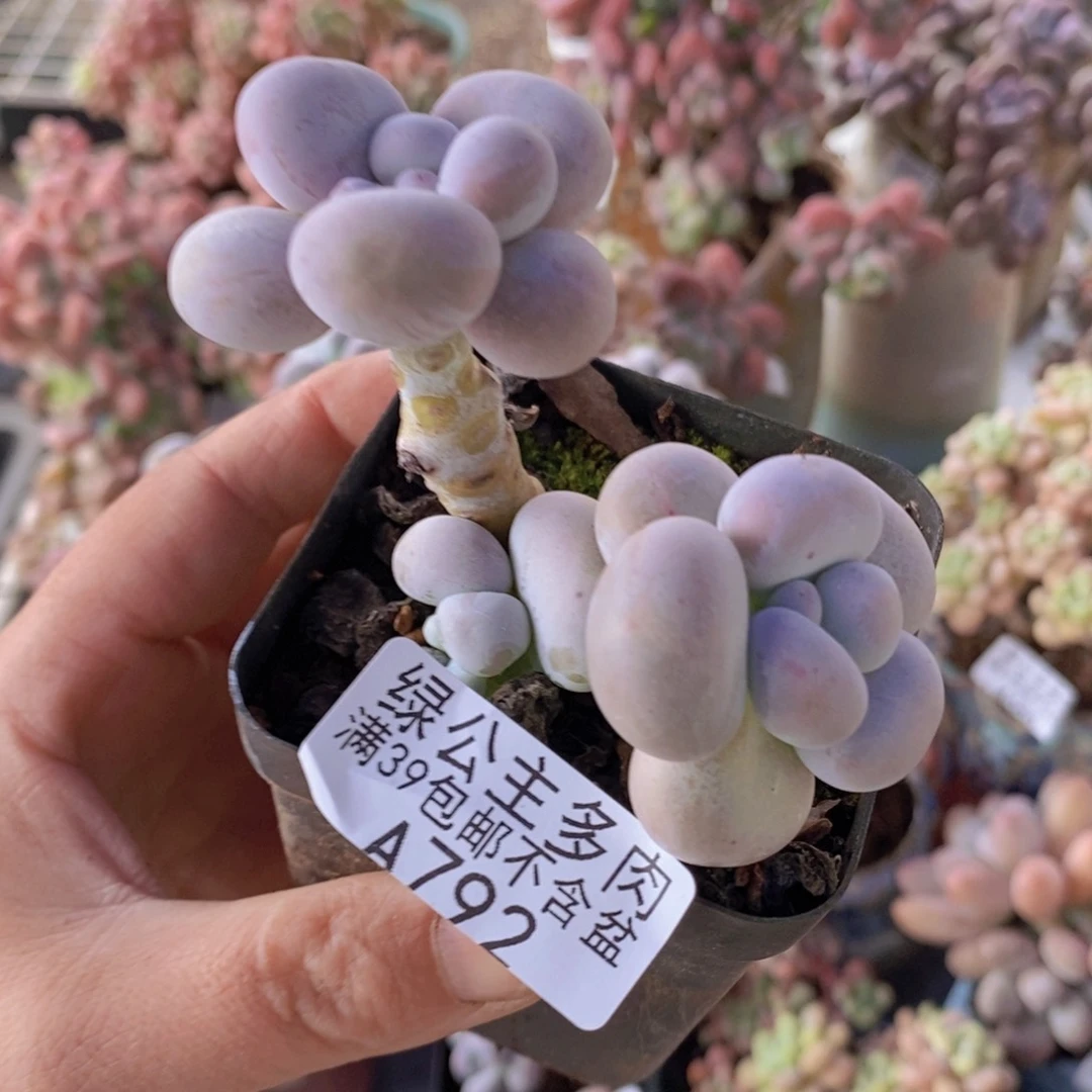 芭比奶洛5cm792多肉植物