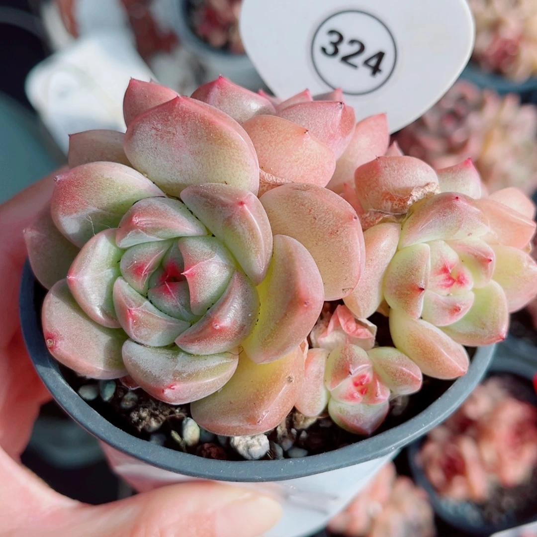 3424号小老桩珍妮群