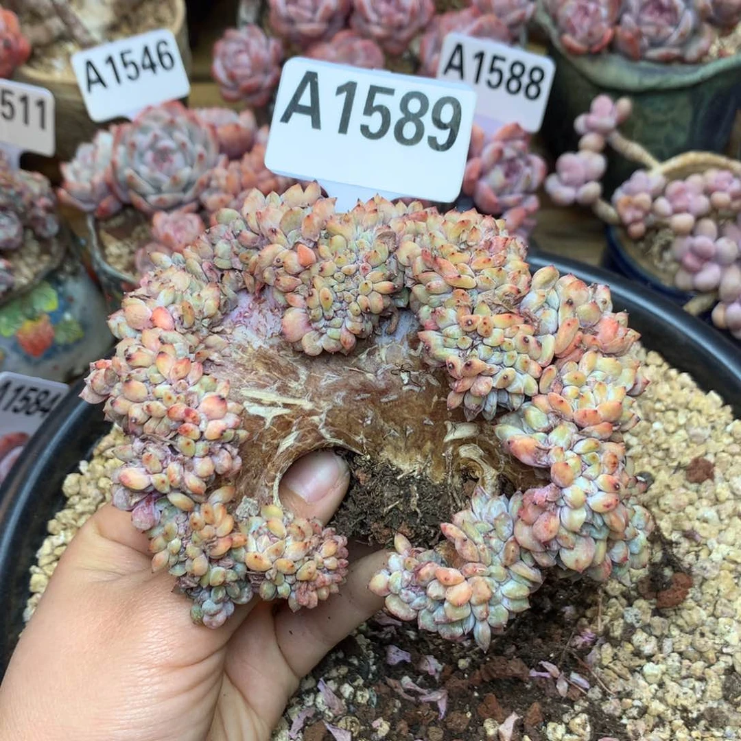 A1589 星影缀化 福利