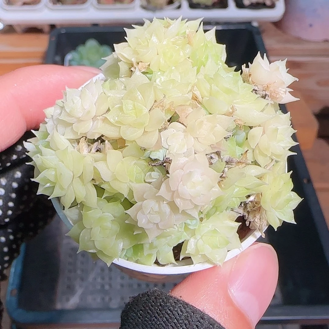 多肉1030--51优选麦秆群