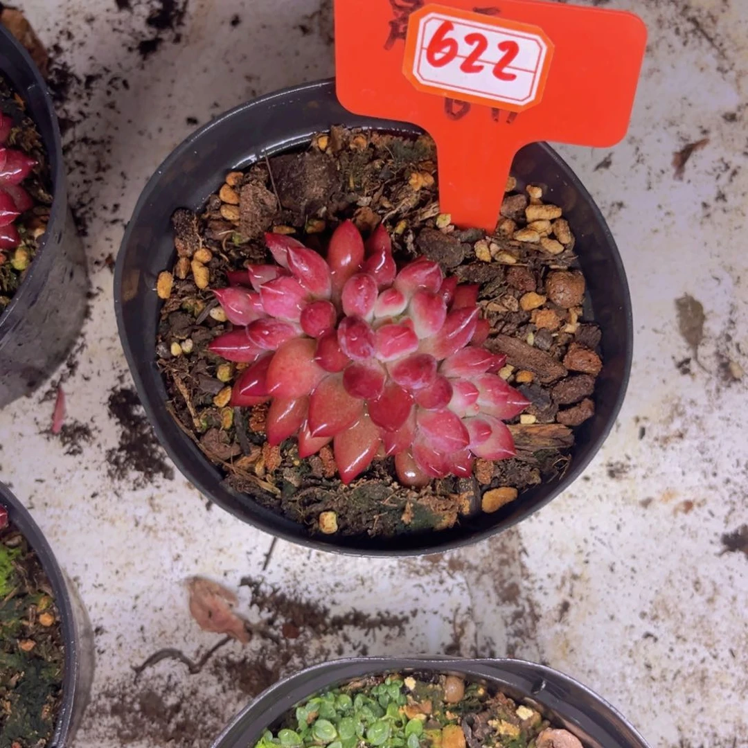 彩***?车厘子622多肉植物