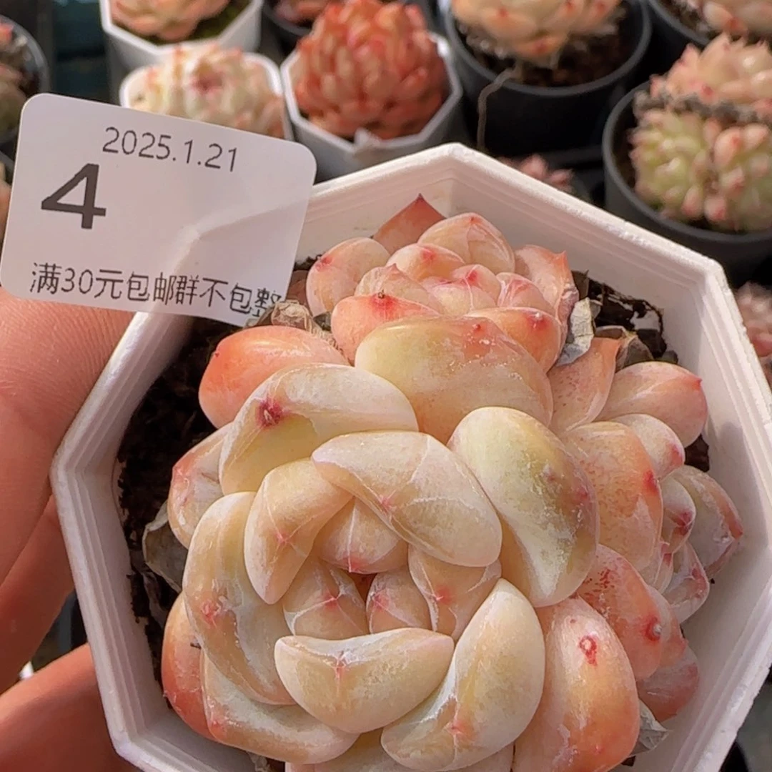 三头干冰一颗脱土