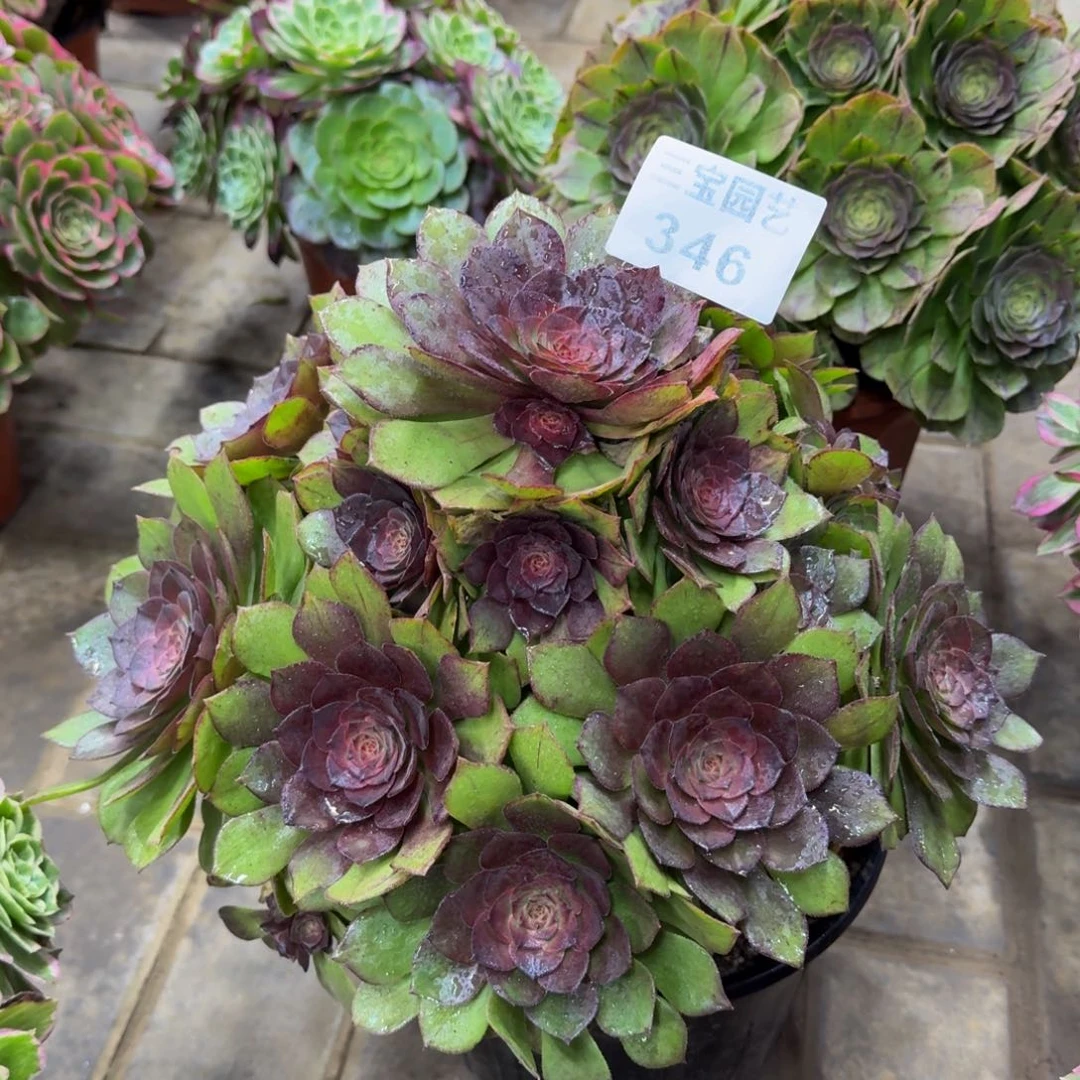 多肉植物346桃花石