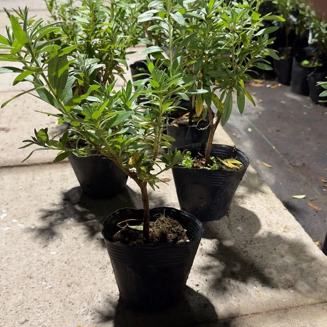 当前无花栽培后可以开花岸牡丹小棵