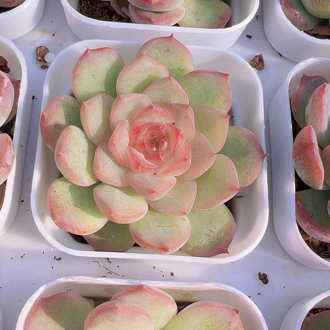 玉笛19包邮多肉植物