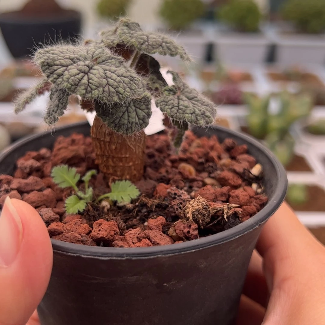 144号圆叶洋葵2.7多肉