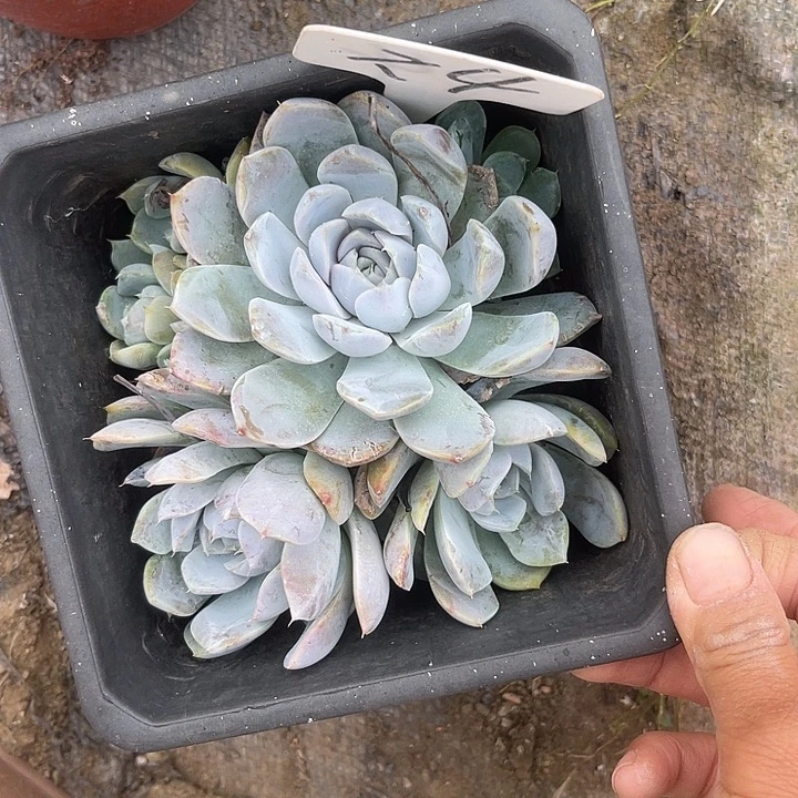 晨语多肉，一物一拍雪兔4