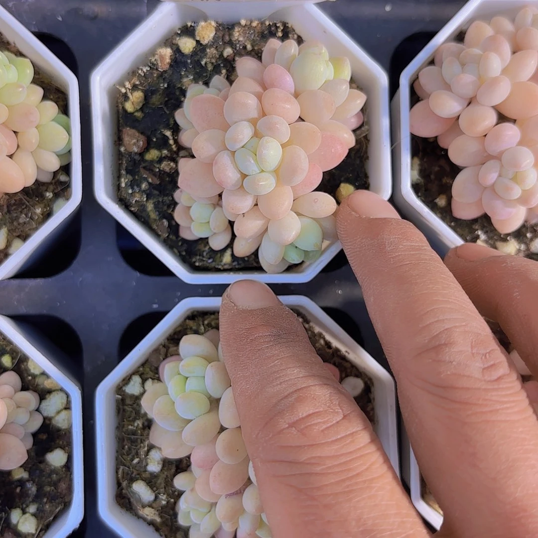 A413鱼子酱一物一拍