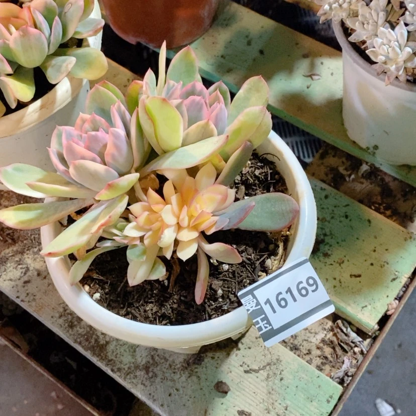 【闪购商品】?**妖绮罗锦16169