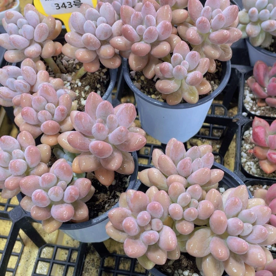 343号 老桩多头果冻汤圆大群一个