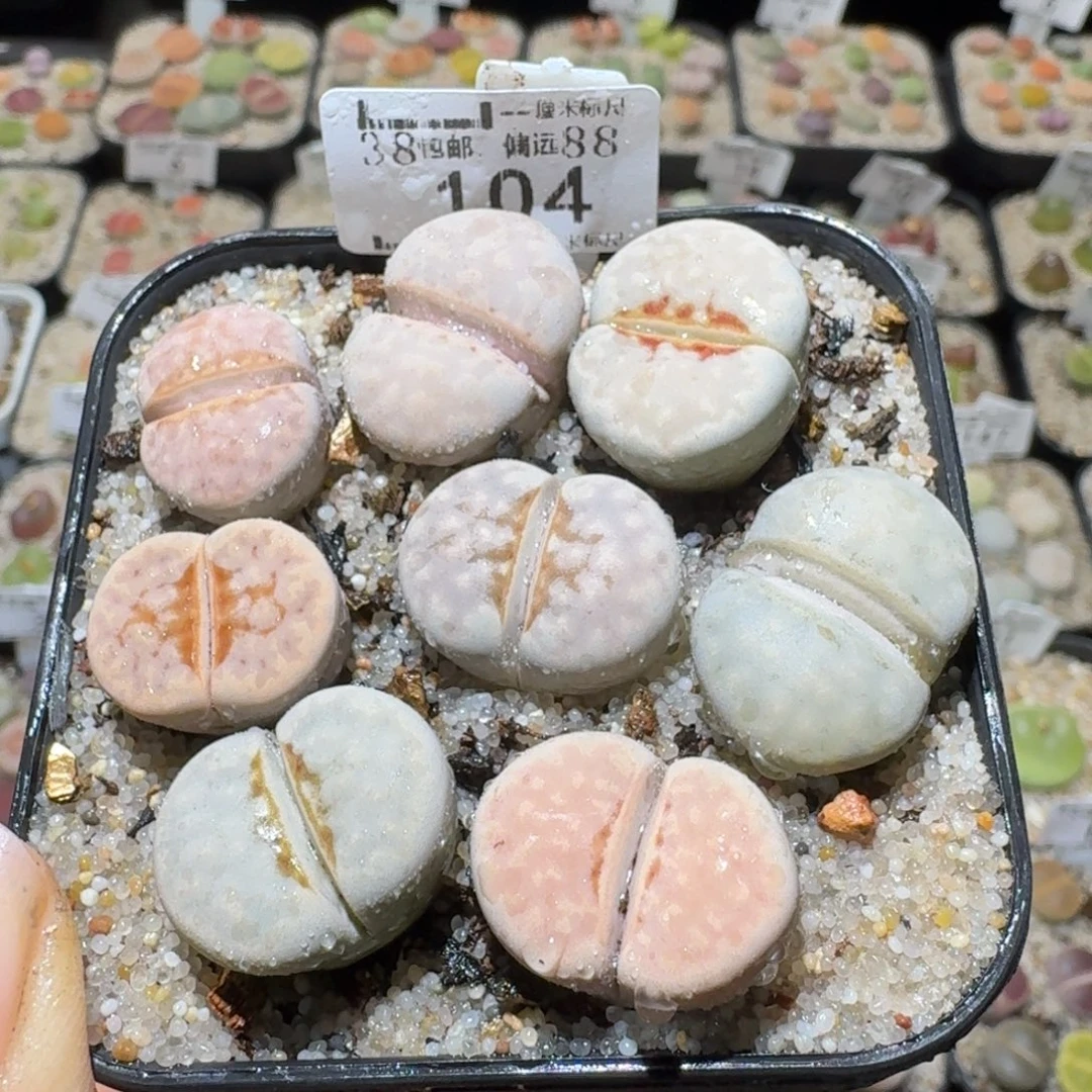 Sss清仓便宜出了104