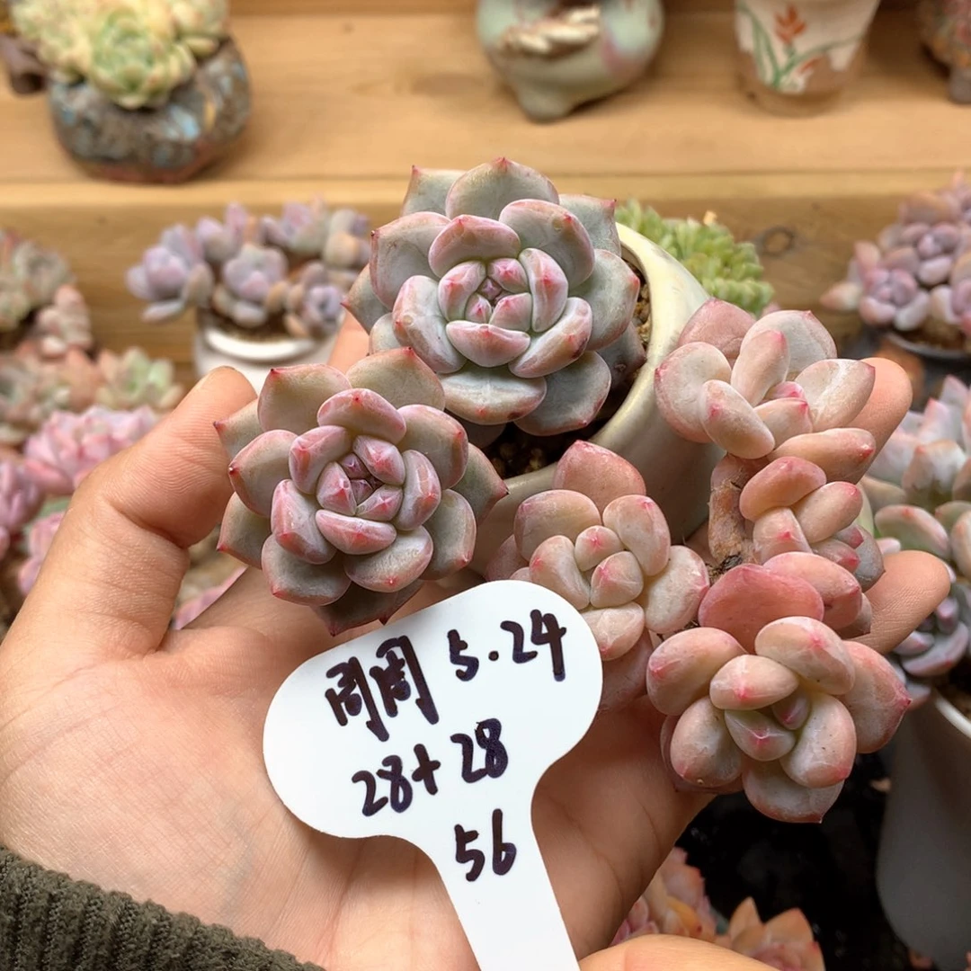 知**.两颗一起56包邮