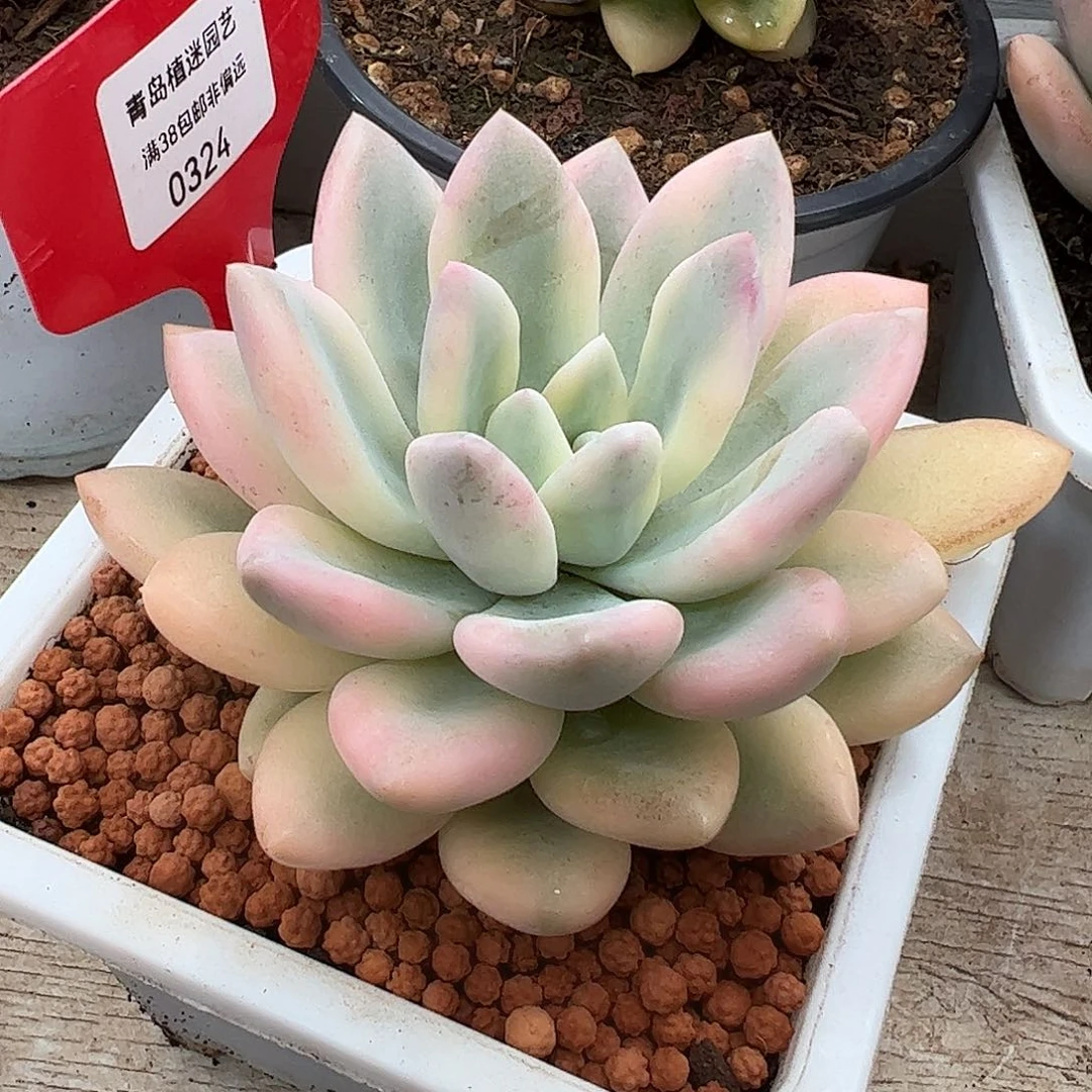 0324彩色奥普锦多肉植物