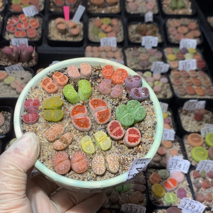 那***娘精品生石花28.384