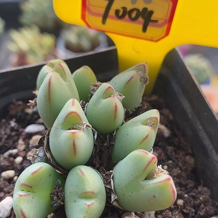 今天下午就回去吧好7004