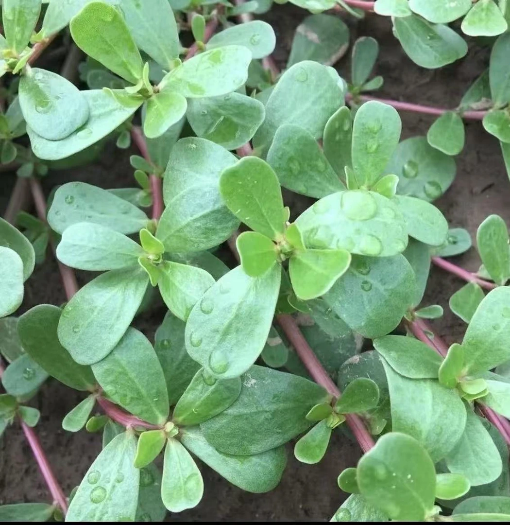 马齿笕整株野生新鲜包邮野菜长寿菜马齿草
