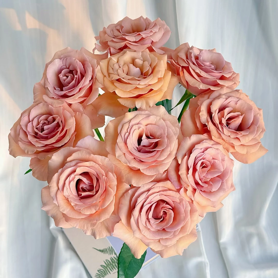 【单头玫瑰】非常哇塞的莫泊40枝（农户花，有夹枝，20%耗损不售后）