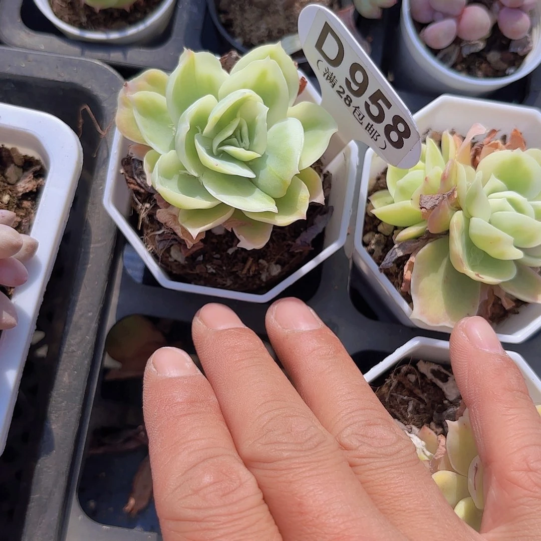 D958柠檬玫瑰锦一物一拍