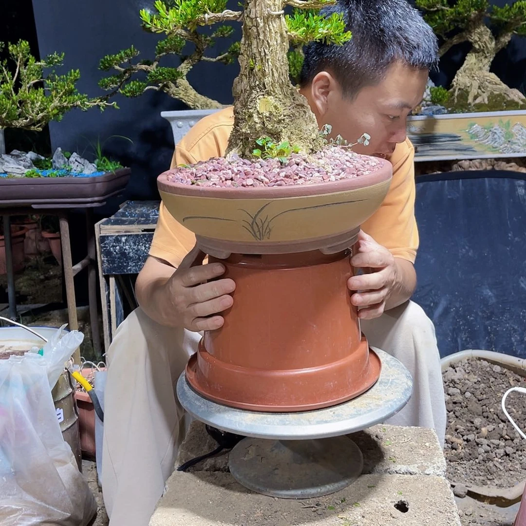 当前无花栽培后可以开花