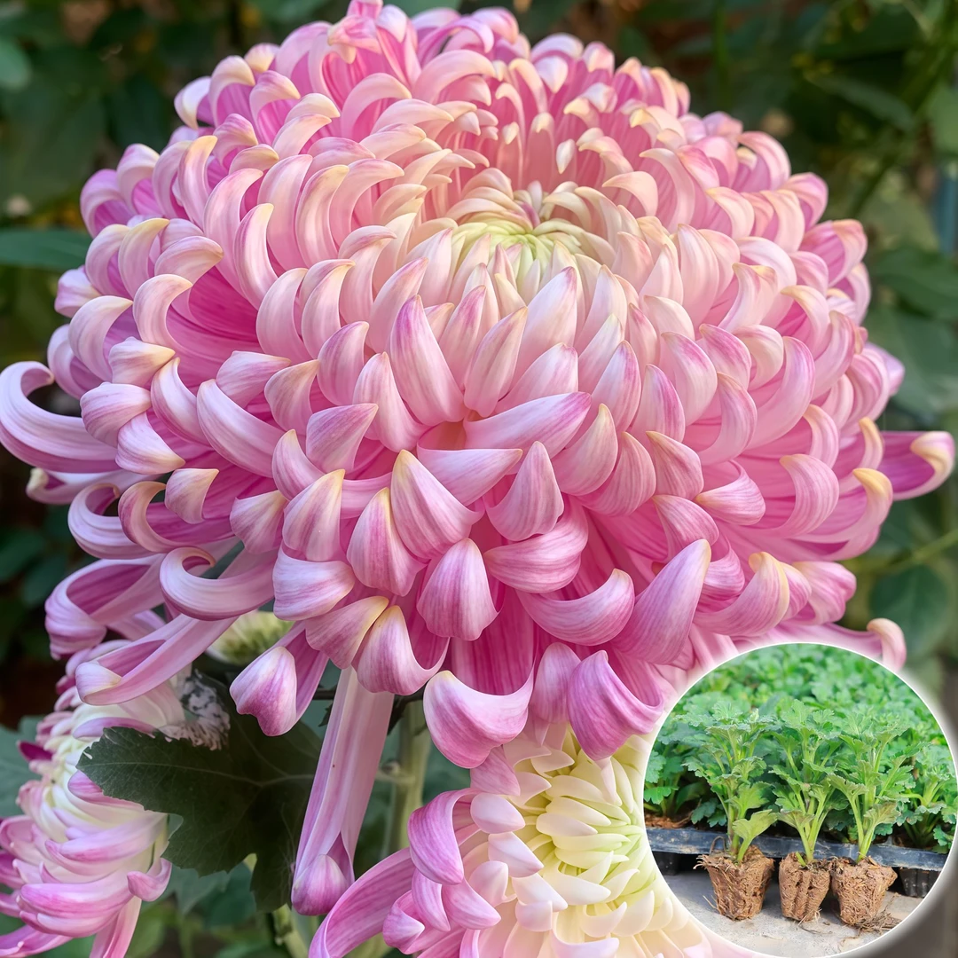 菊花苗大菊花盆栽观花植物多年生金丝皇菊九月菊花卉室内绿植阳台