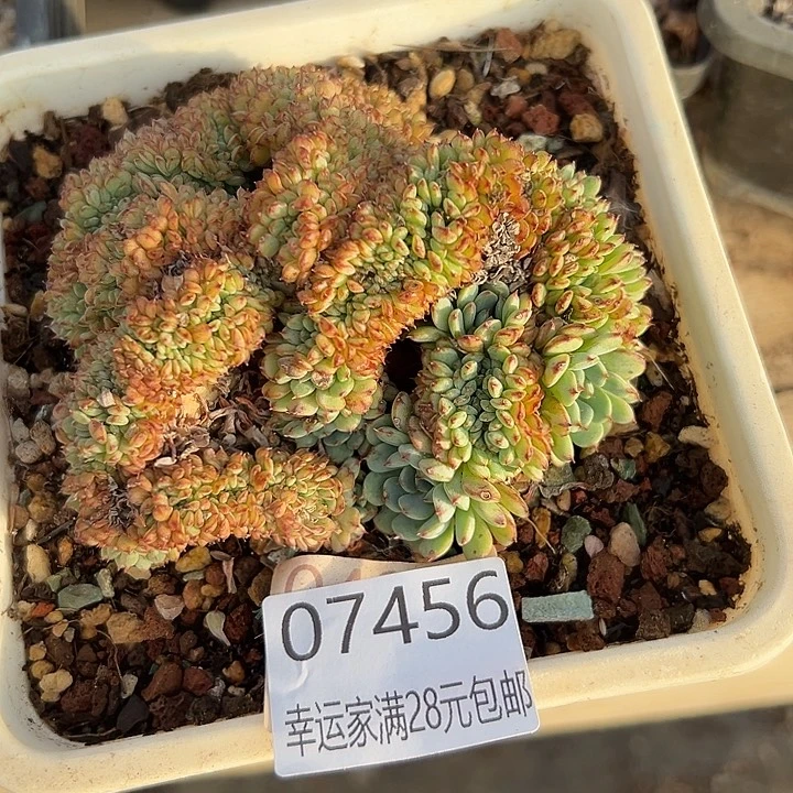 幸运儿是一位非常优秀且