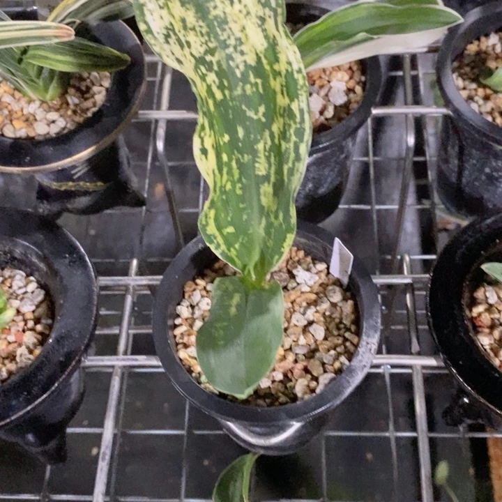 一***僧无花朵djdkdkdkkdkddkdkkd