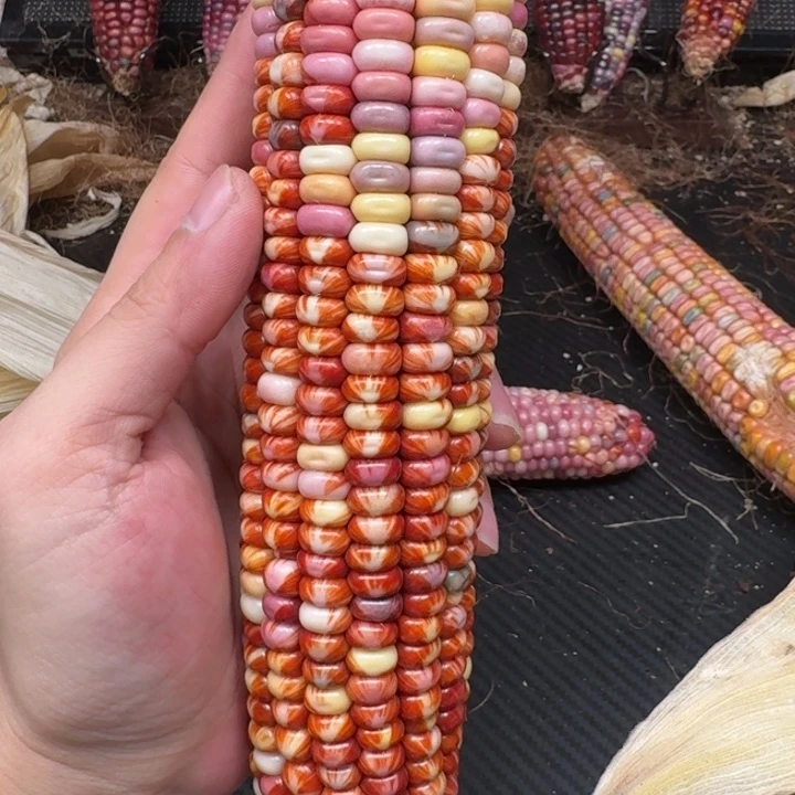 米***夏柏香籽/百香籽吊坠