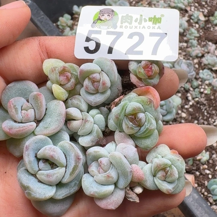 多肉植物多肉植物