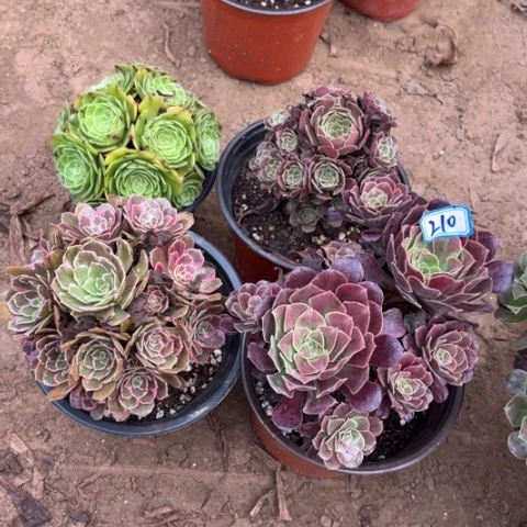 210多肉植物组合，