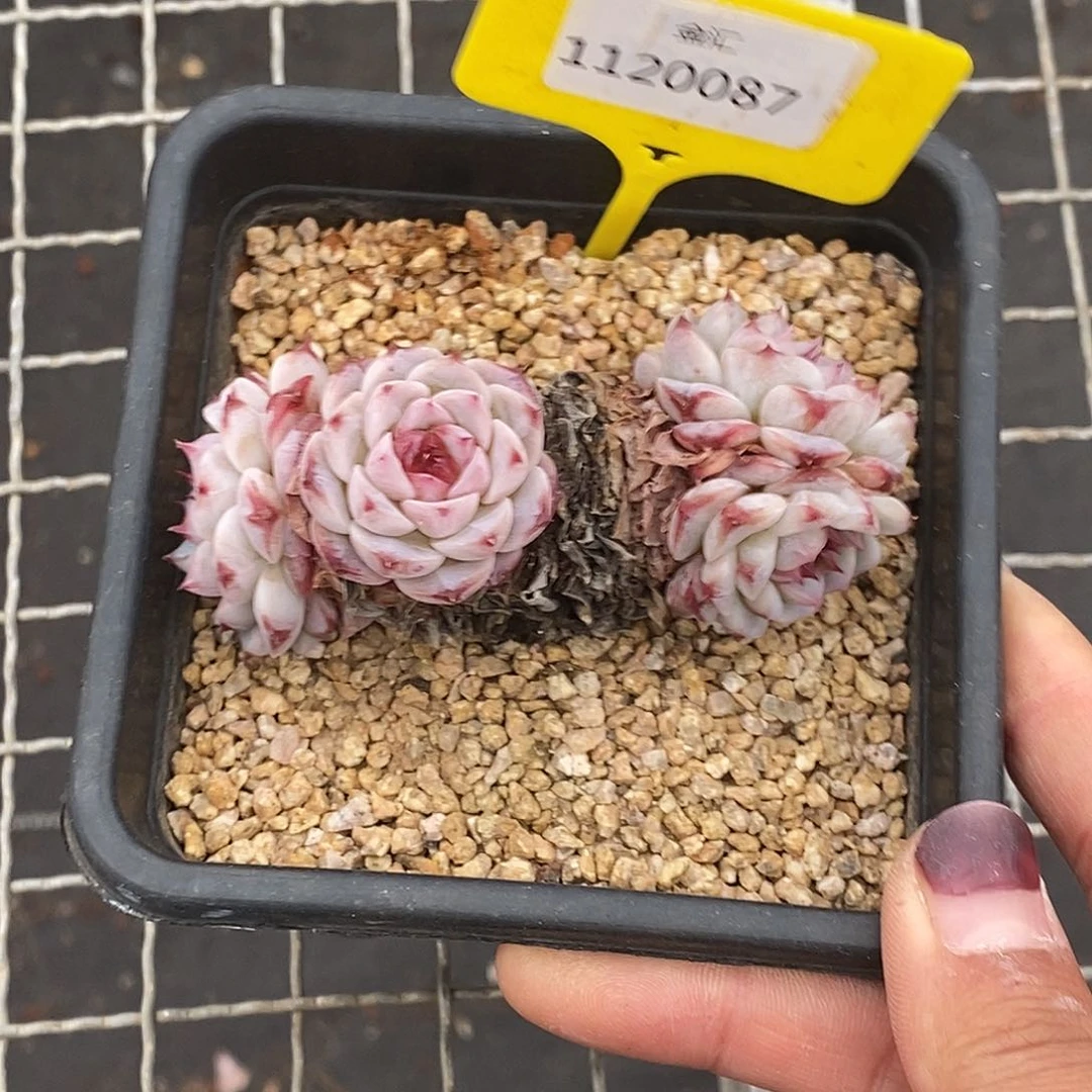 1120087天鹅绒老桩，多肉