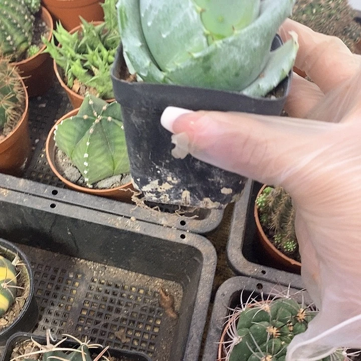 你***了一物一拍一棵仙人球