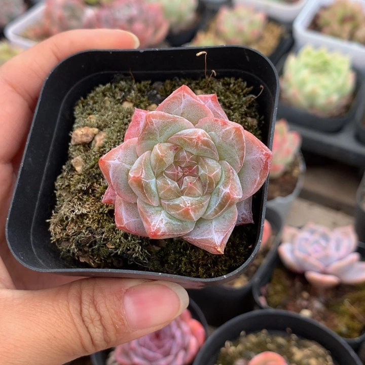 精控粉钻单头多肉