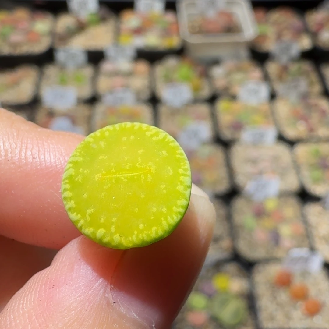 楼***月ssssss生石花肉锥310