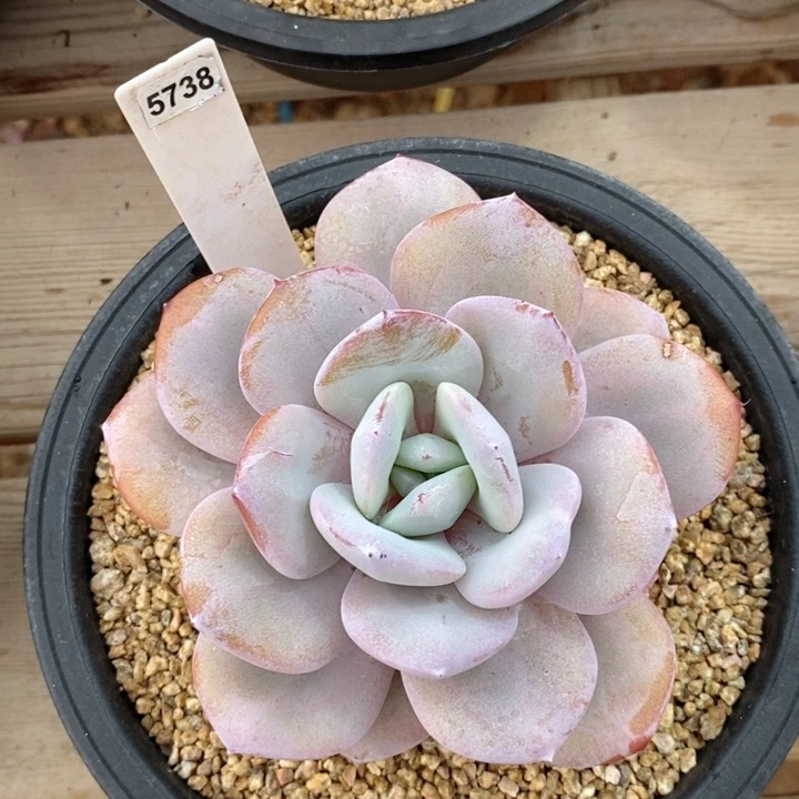 奶茶 韩货精品666