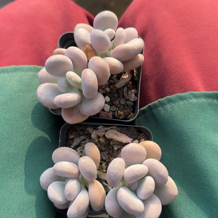 橙雪球两颗五十包邮老桩