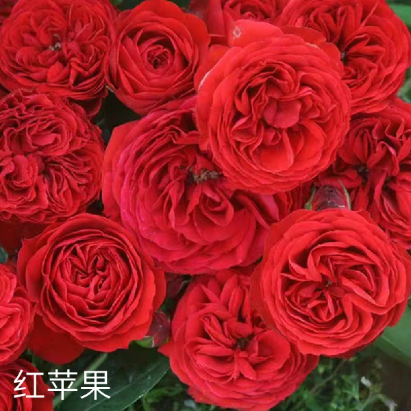 四季开花耐热抗寒重瓣月季大花苗庭院阳台花卉植物 1棵专拍链接