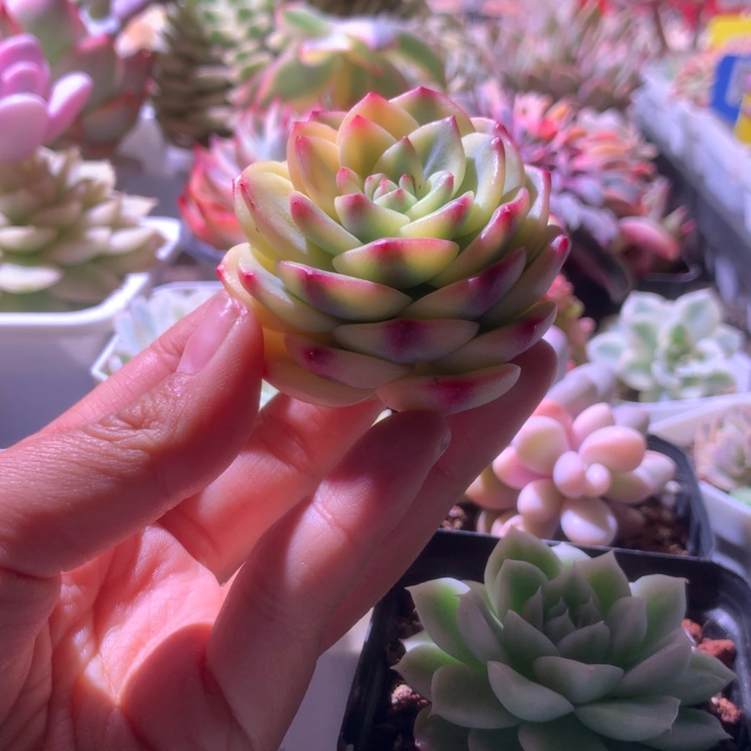 三文鱼大包子覆轮锦砍头