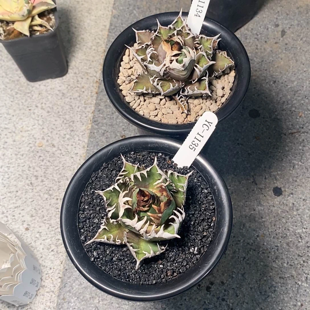 清***杨红猫。龙舌兰。111