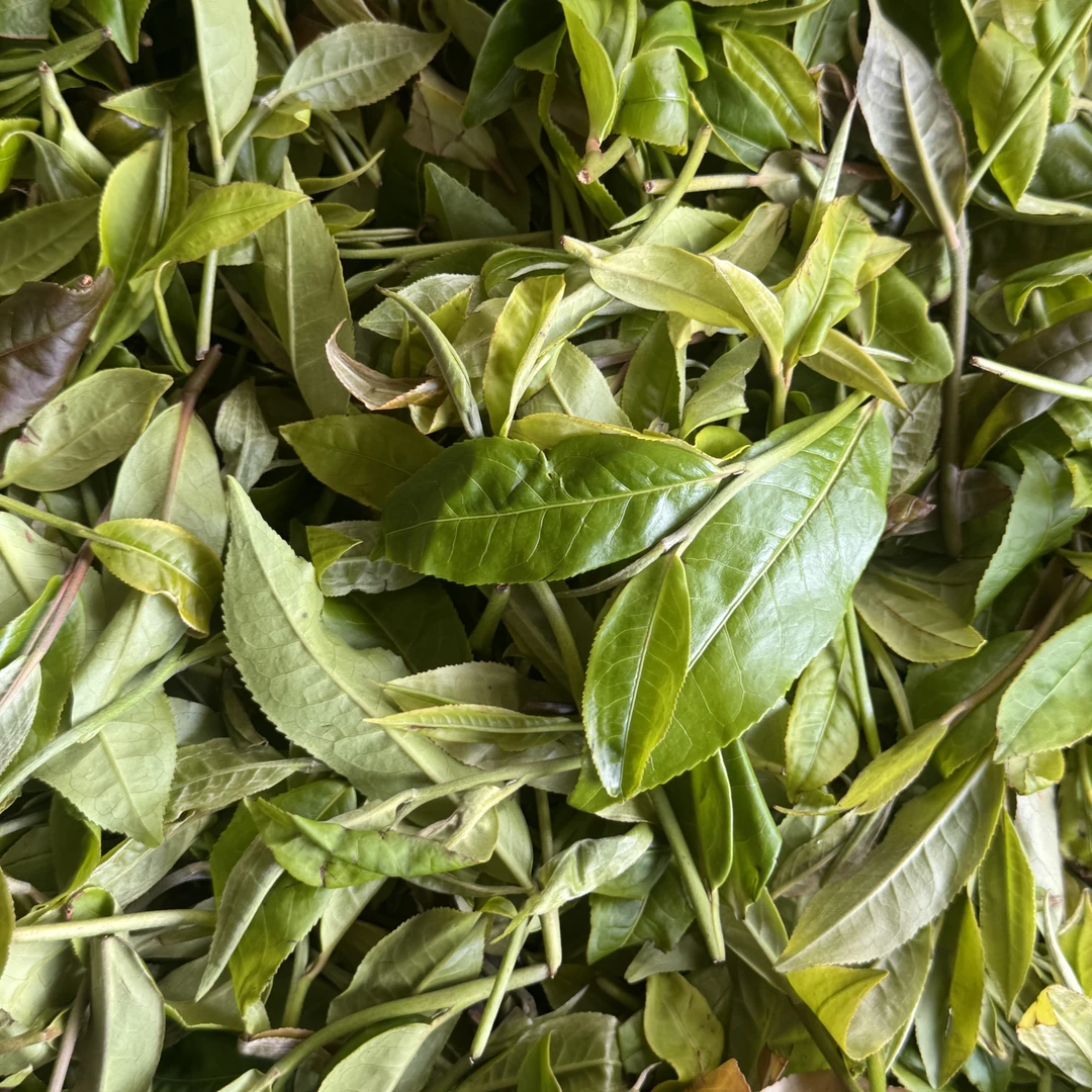 【私人定制款】2025年秋茶贺开曼迈古树普洱茶（现炒现上）生茶