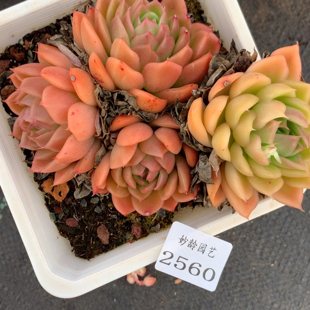 2560杂交精品基地13厘米
