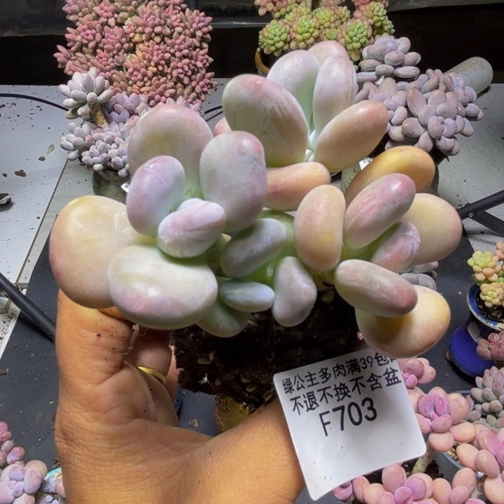 树***.橙雪球703/7cm多肉