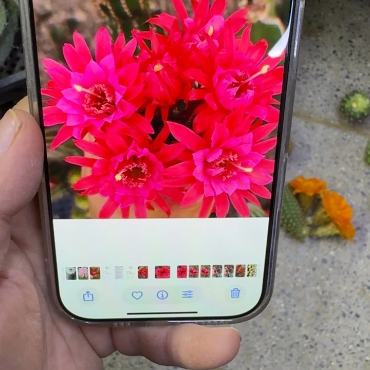 216金妞24红无根侧牙歪6公分左右，20包邮