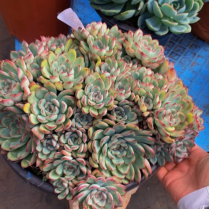 潜***蓝    荷花多肉25071