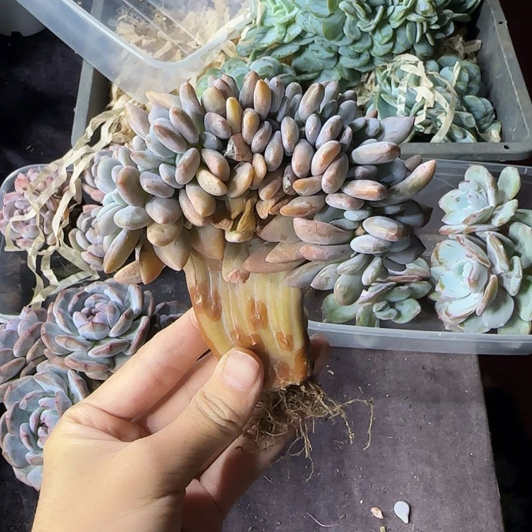 粉兔缀化一物一拍