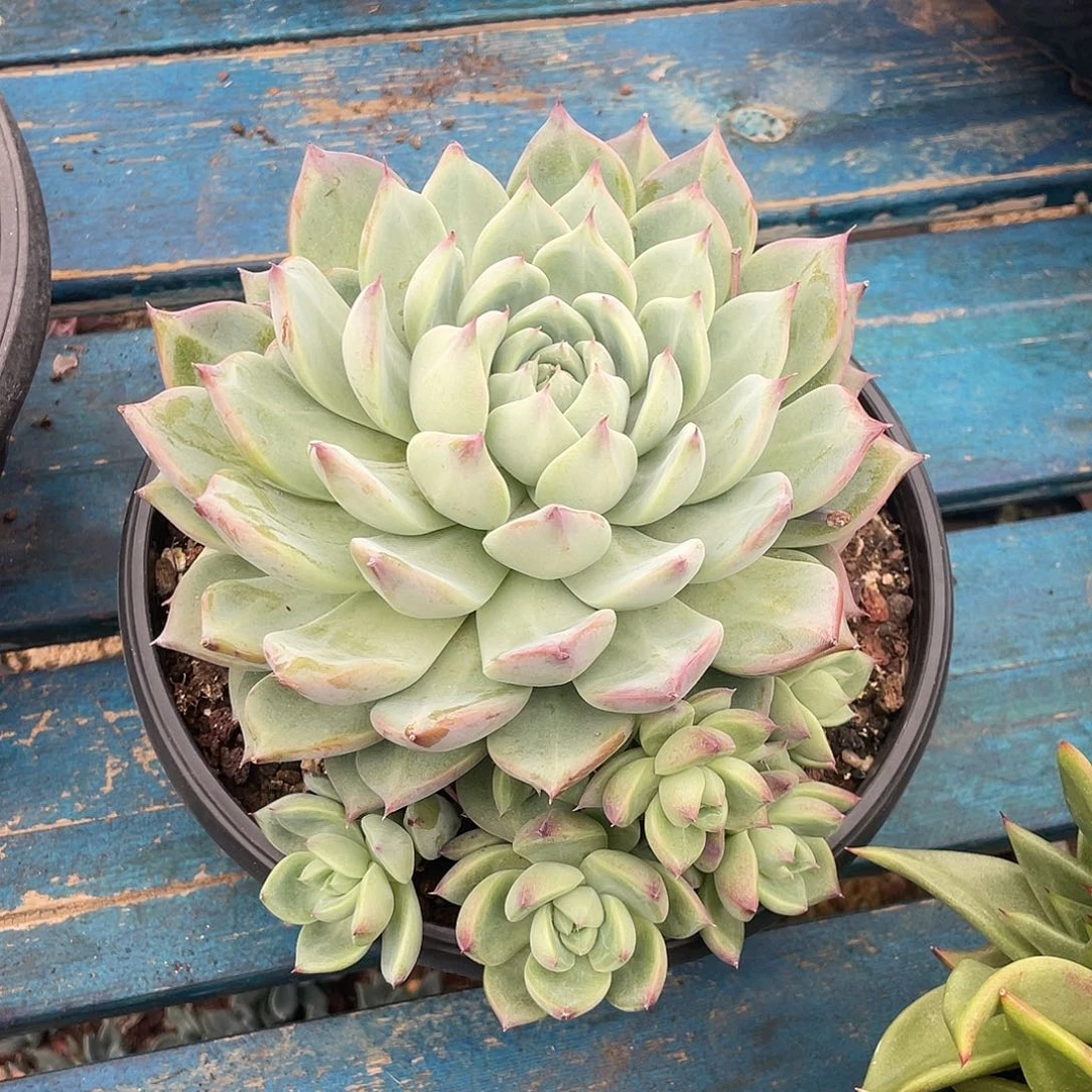 紫卡杂多肉植物多肉