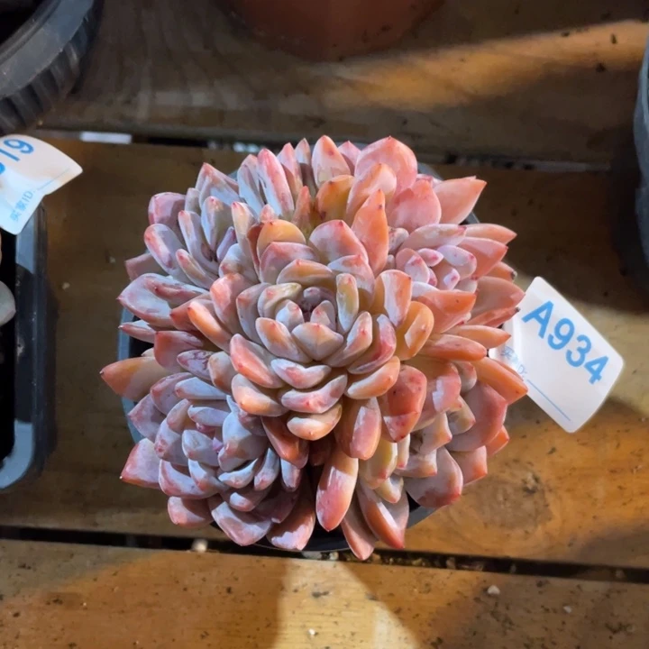 ****๓哈哈哈哈哈哈哈哈934