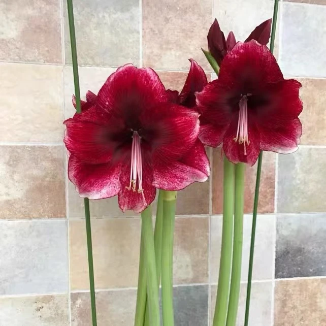 朱顶红【达芙妮】小苗  单瓣  包邮偏远除外